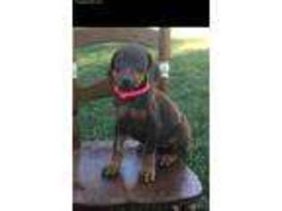 Doberman Pinscher Puppy for sale in Fayetteville, AR, USA