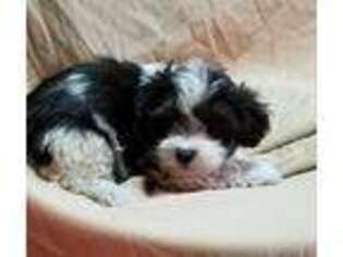 Havanese Puppy for sale in Stockton, MO, USA