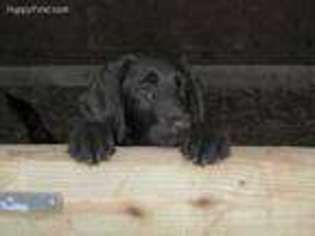 Labradoodle Puppy for sale in Warrenton, VA, USA