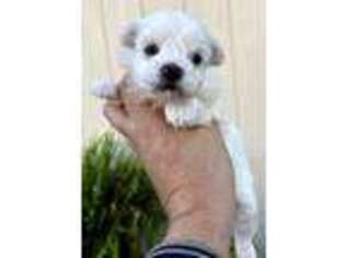 Mutt Puppy for sale in Mcallen, TX, USA