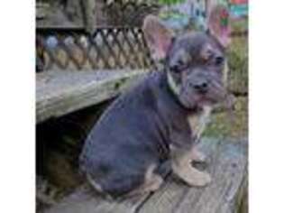 French Bulldog Puppy for sale in West Plains, MO, USA