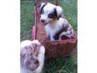 Miniature Australian Shepherd Puppy for sale in Glenmora, LA, USA