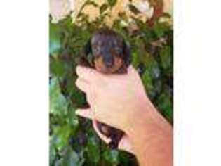 Dachshund Puppy for sale in Menifee, CA, USA