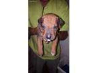 Rhodesian Ridgeback Puppy for sale in Alvin, TX, USA