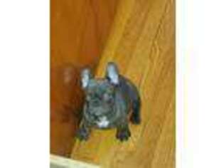 French Bulldog Puppy for sale in Hawthorne, NJ, USA