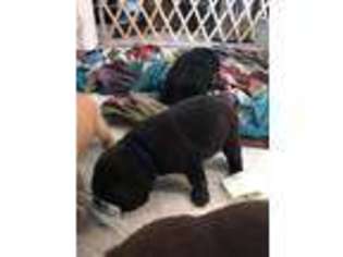 Labrador Retriever Puppy for sale in Big Sandy, MT, USA