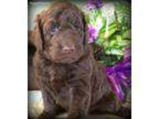 Goldendoodle Puppy for sale in Hillsdale, MI, USA