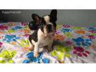 French Bulldog Puppy for sale in Manhasset, NY, USA