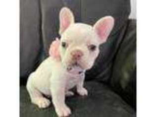 French Bulldog Puppy for sale in Antelope, CA, USA