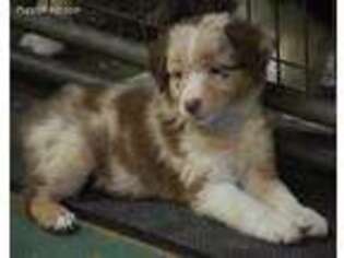 Australian Shepherd Puppy for sale in Dunnellon, FL, USA