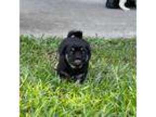 Pug Puppy for sale in Jacksonville, FL, USA