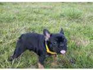 French Bulldog Puppy for sale in Redway, CA, USA