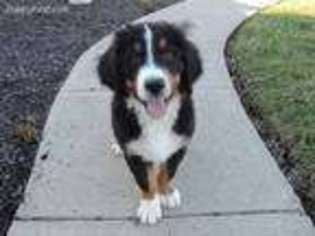 Bernese Mountain Dog Puppy for sale in Eldorado, OH, USA