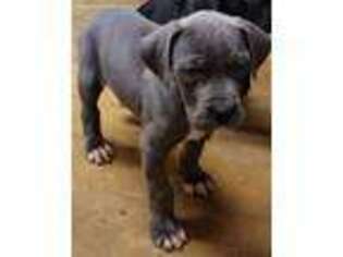 Great Dane Puppy for sale in Colcord, OK, USA