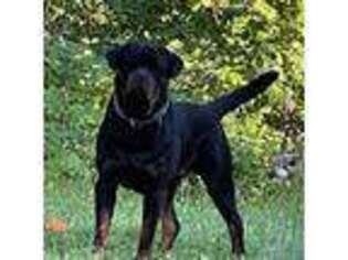 Rottweiler Puppy for sale in Dallas, OR, USA