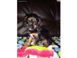 Cavalier King Charles Spaniel Puppy for sale in Swartz Creek, MI, USA