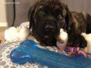 Mastiff Puppy for sale in Portsmouth, IA, USA