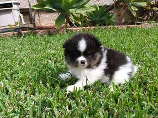 Pomeranian Puppy for sale in San Diego, CA, USA