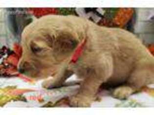 Golden Retriever Puppy for sale in Shelbyville, IN, USA