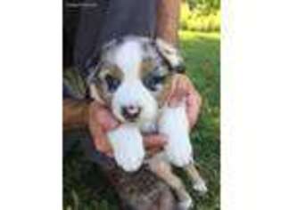 Australian Shepherd Puppy for sale in Worthington, IN, USA