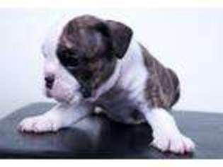 Bulldog Puppy for sale in Watsonville, CA, USA
