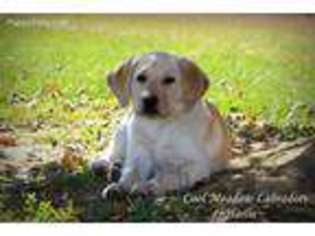 Labrador Retriever Puppy for sale in Kokomo, MS, USA