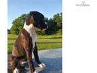 Boxer Puppy for sale in Louisville, KY, USA