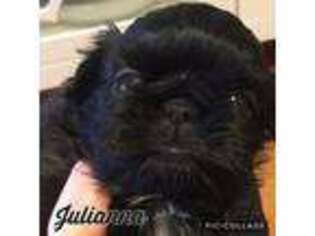 Mutt Puppy for sale in Carmel, IN, USA