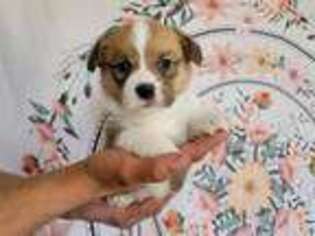 Pembroke Welsh Corgi Puppy for sale in Mc Dermitt, NV, USA