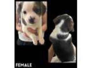Beagle Puppy for sale in Clovis, CA, USA