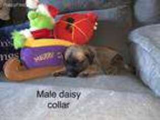 Mastiff Puppy for sale in Shirley, IL, USA