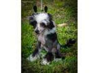 Chinese Crested Puppy for sale in Hollywood, FL, USA
