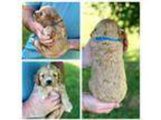 Cock-A-Poo Puppy for sale in Russell Springs, KY, USA
