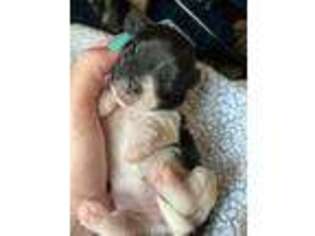 Biewer Terrier Puppy for sale in Grimes, IA, USA