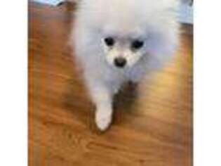 Pomeranian Puppy for sale in East Meadow, NY, USA
