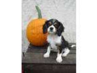 Cavalier King Charles Spaniel Puppy for sale in Mohnton, PA, USA