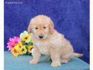 Labradoodle Puppy for sale in Christiana, PA, USA