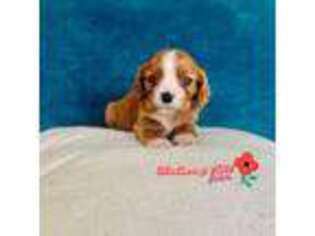 Cavalier King Charles Spaniel Puppy for sale in Mc Leansboro, IL, USA
