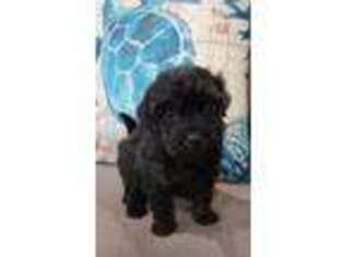 Mutt Puppy for sale in Palm City, FL, USA
