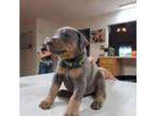 Doberman Pinscher Puppy for sale in Springtown, TX, USA