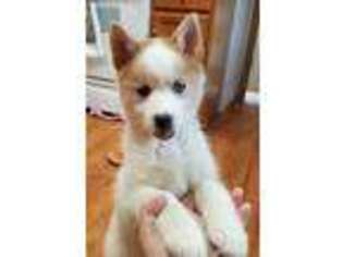 Mutt Puppy for sale in Augusta, WV, USA