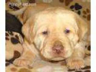 Labrador Retriever Puppy for sale in Pipestone, MN, USA