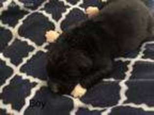 Newfoundland Puppy for sale in Homer, NY, USA