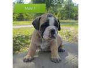 Bulldog Puppy for sale in Blackville, SC, USA