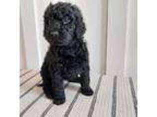 Goldendoodle Puppy for sale in North Haven, CT, USA