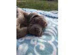 Neapolitan Mastiff Puppy for sale in Bishopville, MD, USA