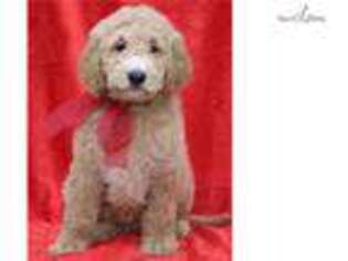 Goldendoodle Puppy for sale in Atlanta, GA, USA