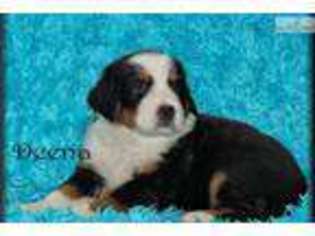 Bernese Mountain Dog Puppy for sale in Columbia, MO, USA