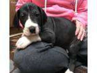 Great Dane Puppy for sale in Billings, MO, USA