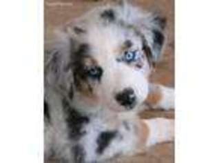 Australian Shepherd Puppy for sale in West Tisbury, MA, USA